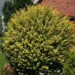 Vtáčí zob vajcolistý (Ligustrum Ovalifolium) ´AUREUM´ - výška 20-30 cm, kont. C2L